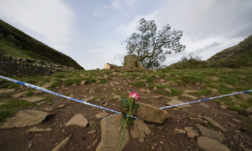 Sycamore Gap / Profimedia