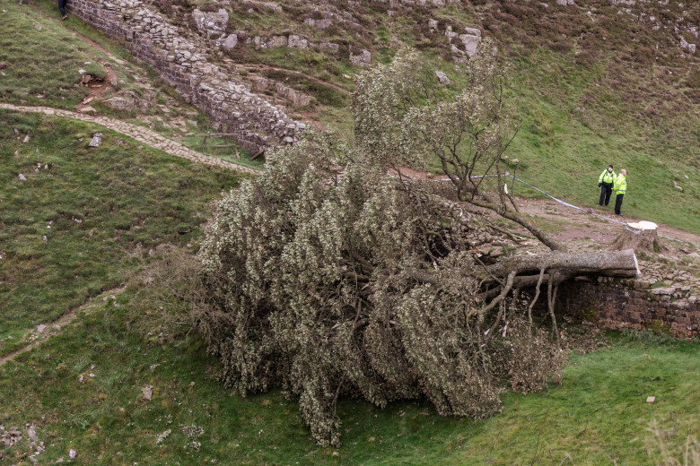 Sycamore Gap / Profimedia