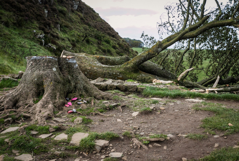 Sycamore Gap / Profimedia