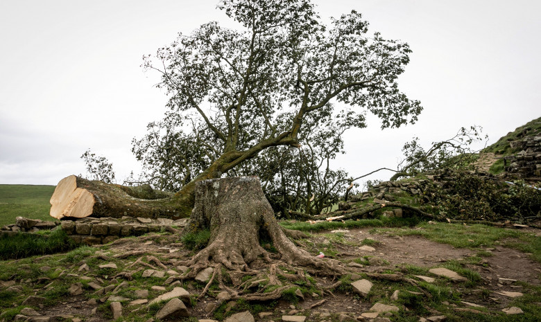 Sycamore Gap / Profimedia