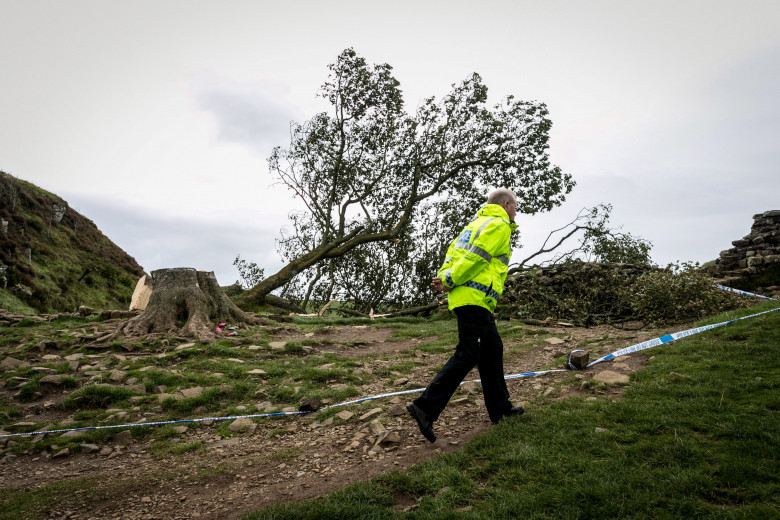 Sycamore Gap / Profimedia