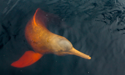 A,Rare,Pink,Dolphin,