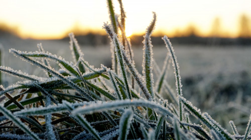 Frost,On,The,Grass.,Ice,Crystals,On,Meadow,Grass,Close