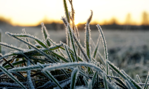 Frost,On,The,Grass.,Ice,Crystals,On,Meadow,Grass,Close