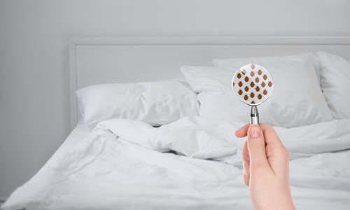 Woman,With,Magnifying,Glass,Detecting,Bed,Bugs,In,Bedroom