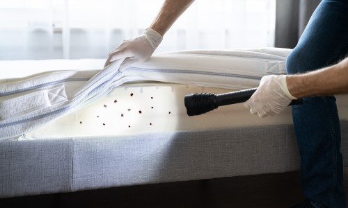 Bed,Bug,Infestation,And,Treatment,Service.,Bugs,Extermination