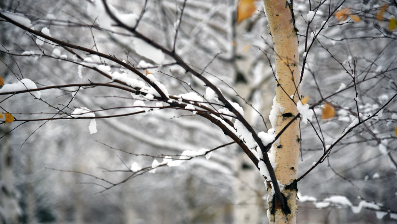 Zăpadă/ Foto: Shutterstock