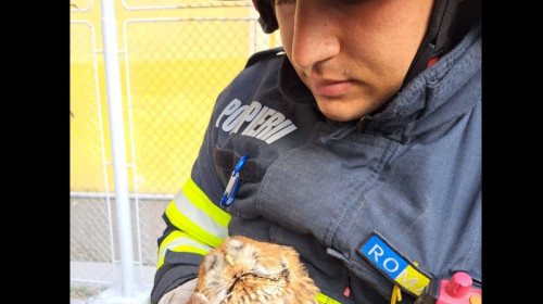 Un pui de cucuvea a fost salvat de pompieri