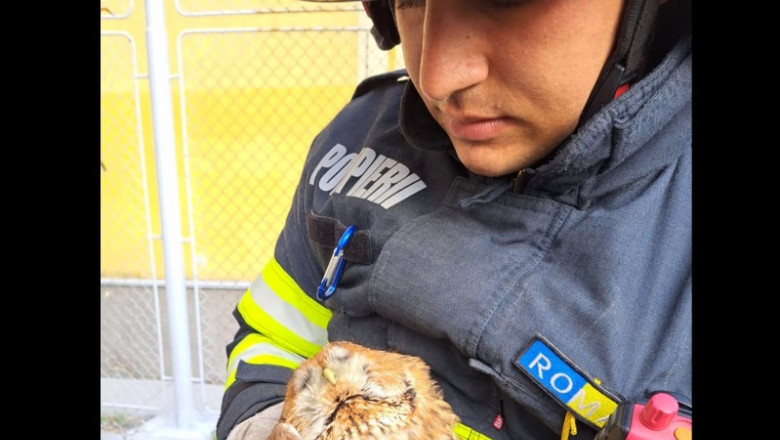 Un pui de cucuvea a fost salvat de pompieri