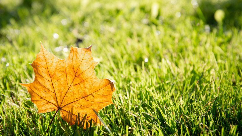 One,Dry,Yellow,Maple,Leaf,On,Green,Grass,Background,Close-up.