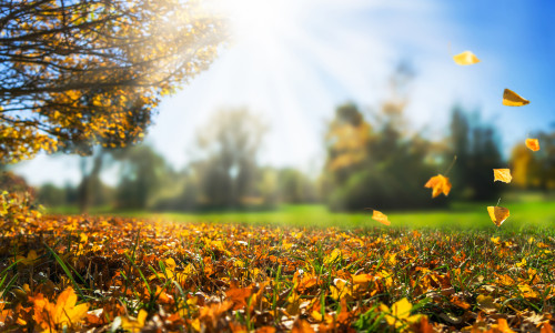 Autumnal,Day,In,Golden,October,,Fall,Leaf,,Natural,Autumn,Background