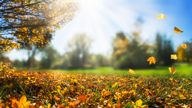 Autumnal,Day,In,Golden,October,,Fall,Leaf,,Natural,Autumn,Background