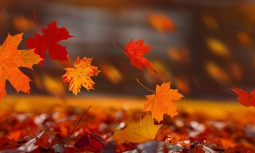 Red,Maple,Leaves,Flying,In,The,Wind,And,Glow,In