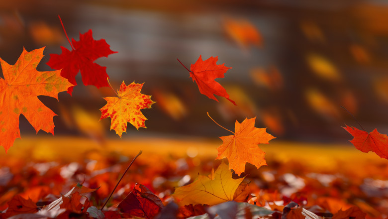 Red,Maple,Leaves,Flying,In,The,Wind,And,Glow,In