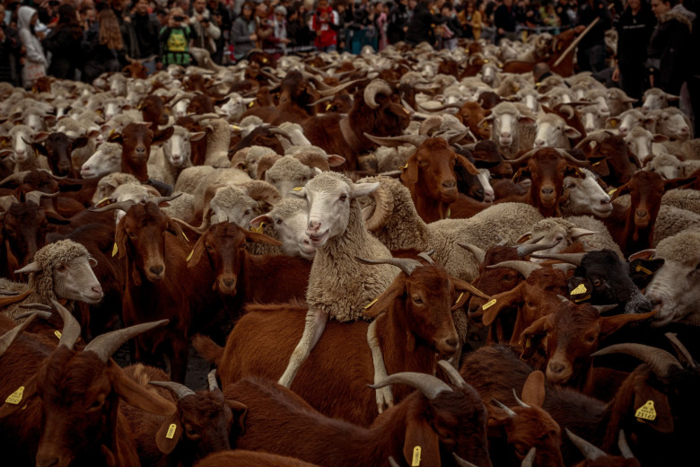 Thousands of Sheep Invade Madrid, Spain, Madrid, Spain - 22 Oct 2023