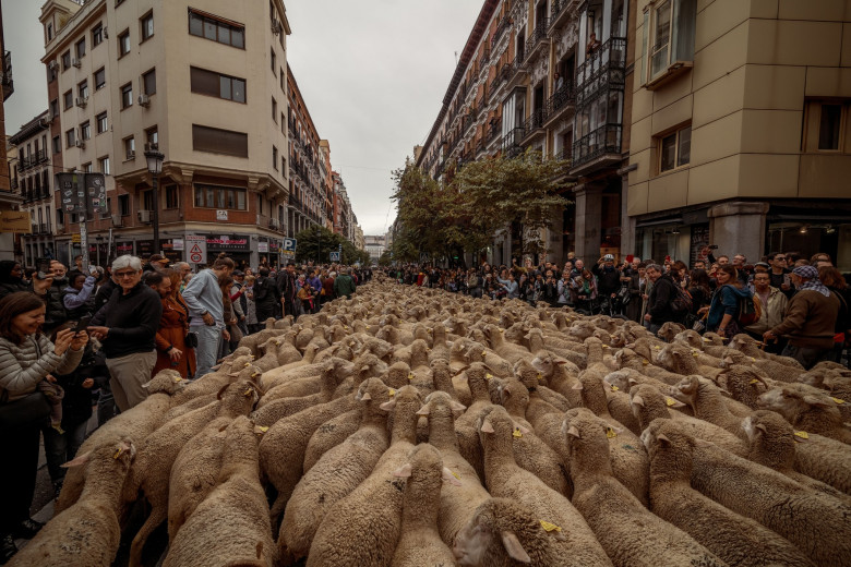 Thousands of Sheep Invade Madrid, Spain, Madrid, Spain - 22 Oct 2023