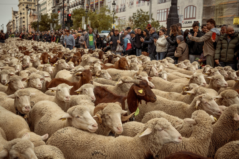 Thousands of Sheep Invade Madrid, Spain, Madrid, Spain - 22 Oct 2023