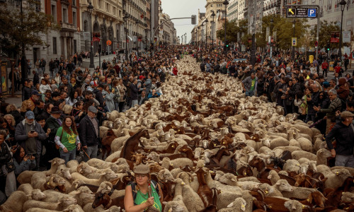 Transhumance 2023 in Madrid