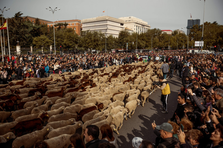 Transhumance 2023 in Madrid