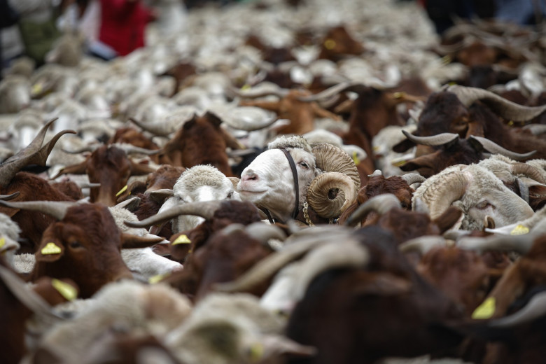 Transhumance Festival in Madrid, Spain -22 Oct 2023