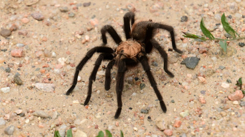 Close,Up,Of,A,Male,Oklahoma,Brown,Tarantula,During,The