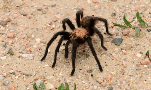 Close,Up,Of,A,Male,Oklahoma,Brown,Tarantula,During,The