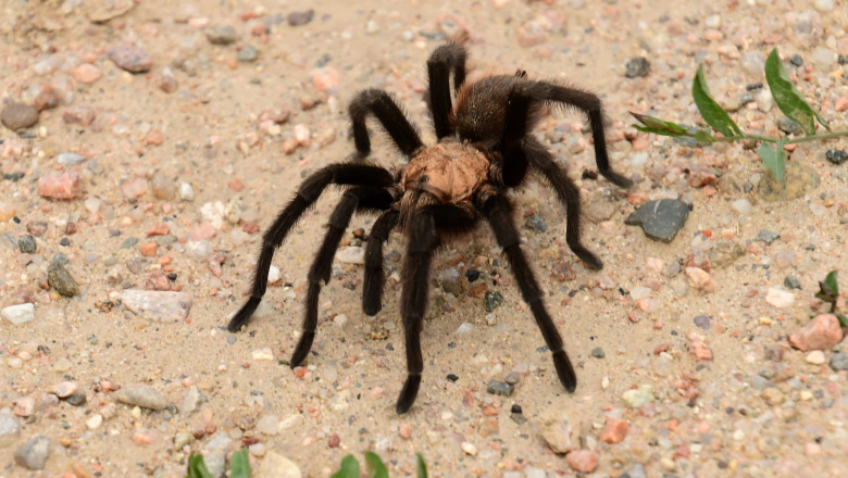 Close,Up,Of,A,Male,Oklahoma,Brown,Tarantula,During,The