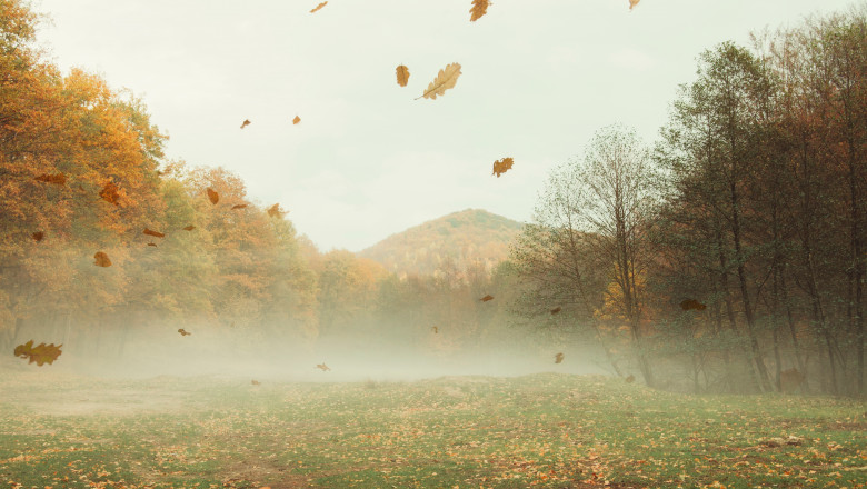 Autumn,Landscape,Background,With,Leaves,Falling,In,The,Wind