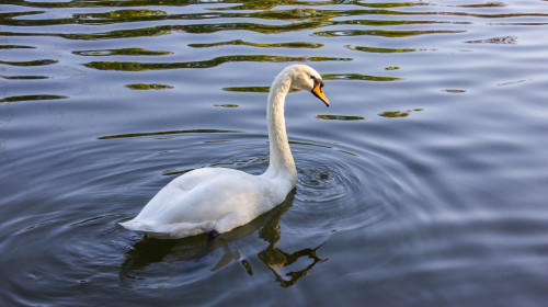 Lebădă/ Shutterstock