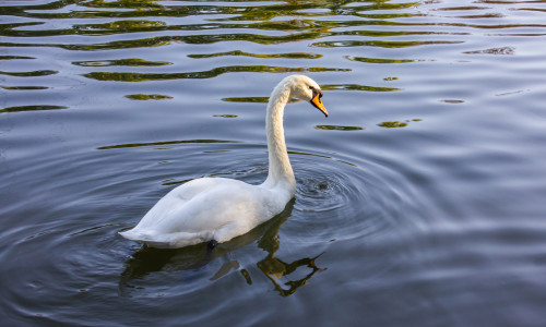 Lebădă/ Shutterstock