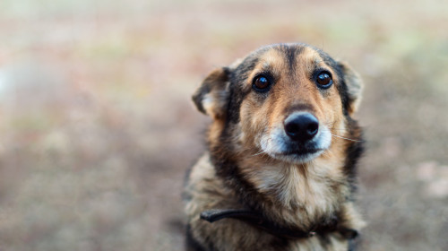 Homeless,Abandoned,Stray,Dog,??with,Very,Sad,Smart,Eyes