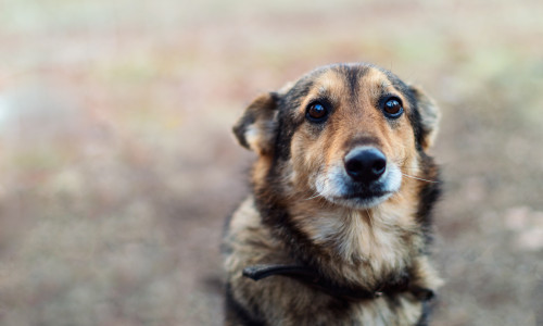 Homeless,Abandoned,Stray,Dog,??with,Very,Sad,Smart,Eyes