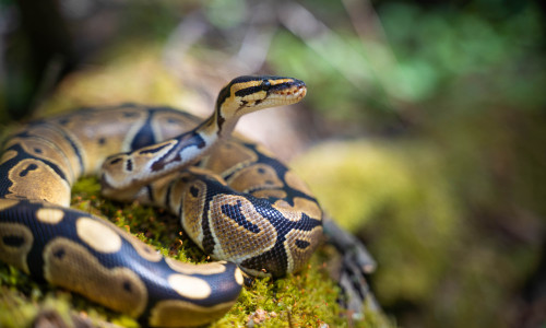 The,Royal,Python,Looks,Up,Close-up.,Reptile,In,The,Terrarium.