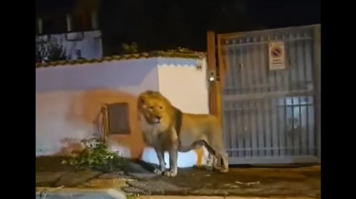 Un leu fugit de la circ s-a plimbat pe străzile unui oraș din Italia