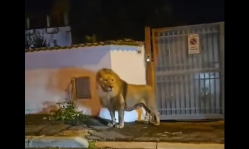 Un leu fugit de la circ s-a plimbat pe străzile unui oraș din Italia