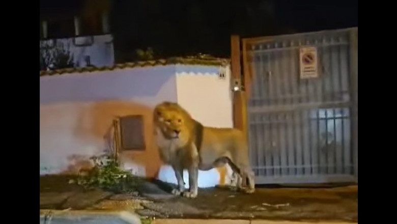 Un leu fugit de la circ s-a plimbat pe străzile unui oraș din Italia