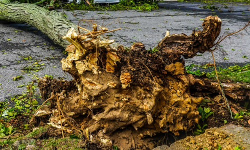 Brooklyn,,New,York,-,August,4,,2020:,Fallen,Trees,Damaged