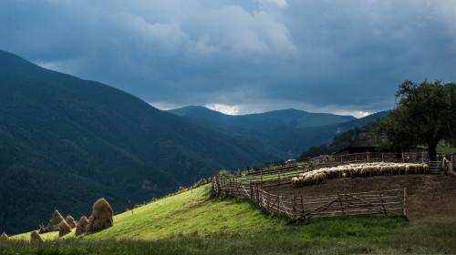 Stână de oi/ Shutterstock