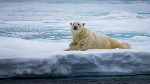 Vara 2023 din Arctica, cea mai călduroasă din istoria măsurătorilor meteorologice/ Shutterstock