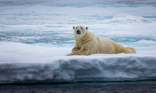 Vara 2023 din Arctica, cea mai călduroasă din istoria măsurătorilor meteorologice/ Shutterstock