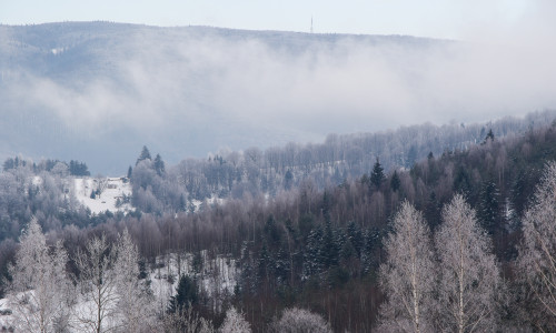 Forest,Landscape,In,The,Mountains,Near,Garana,Village,,Romania