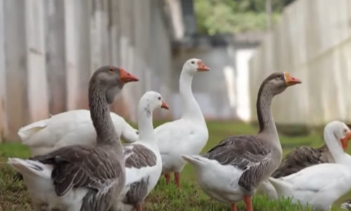 Geese,In,A,Country,Yard.,Free,Range,Poultry,Farming