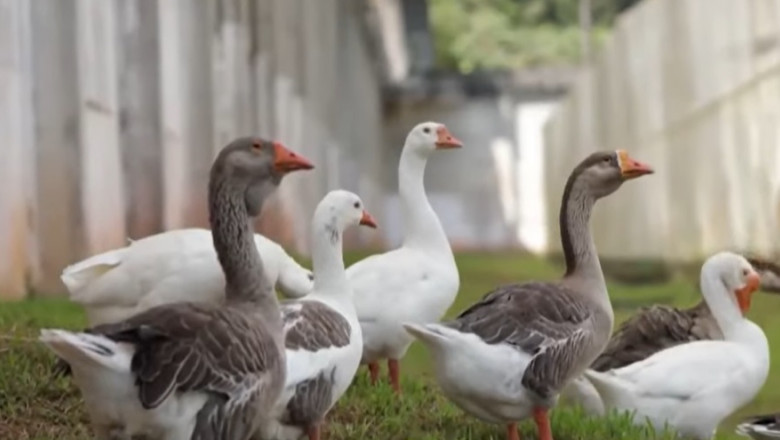 Geese,In,A,Country,Yard.,Free,Range,Poultry,Farming