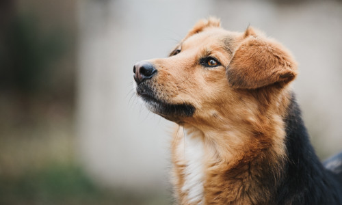 Photo,Of,Young,Rescued,Dog,From,His,Shelter,Home