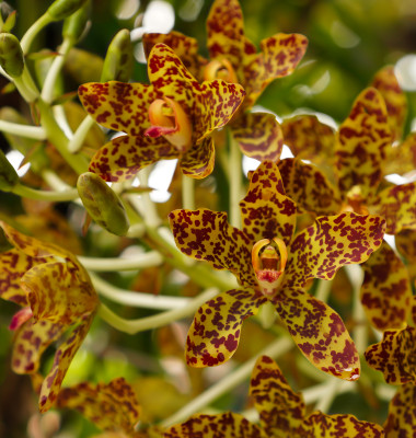 orhidee maimuta