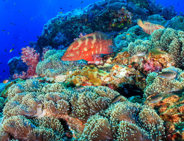 Colorful,Coral,Grouper,On,A,Healthy,vibrant,Tropical,Coral,Reef