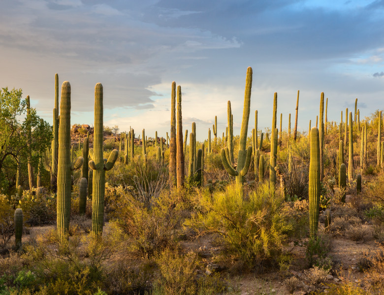 Cactus,Thickets,In,The,Rays,Of,The,Setting,Sun,,Saguaro