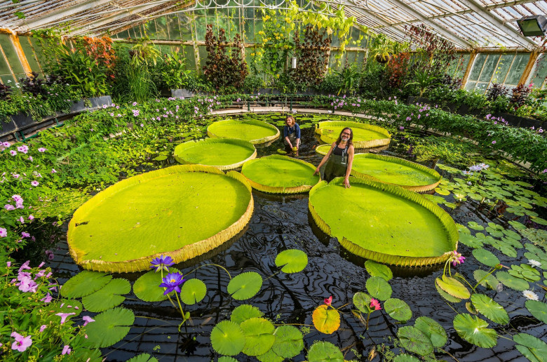 Giant waterlily grown at Kew Gardens named, Victoria boliviana, new to science, Kew gardens, London, UK - 01 Jul 2022
