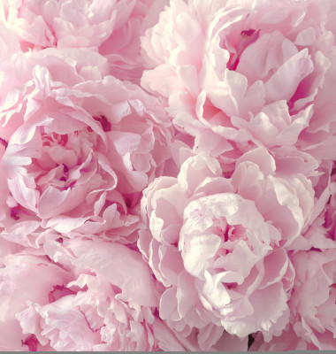 Beautiful,Flowers,,Peonies.,Bouquet,Of,Pink,Peony,Background.