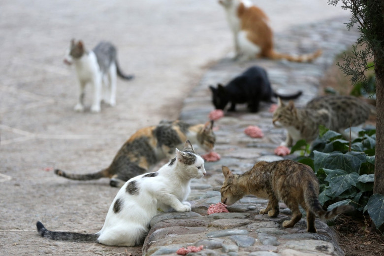 International Cat Day in Iran